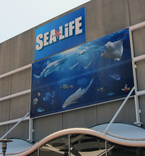 KC Aquarium, new, fish, saltwater, adventure, fun