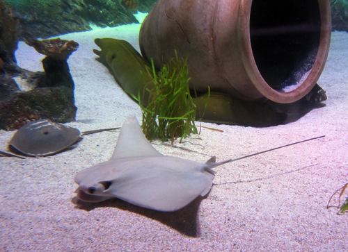 KC Aquarium, new, fish, saltwater, adventure, fun, Sealife