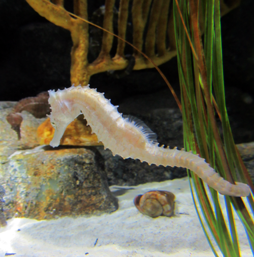 KC Aquarium, new, fish, saltwater, adventure, fun, Sealife