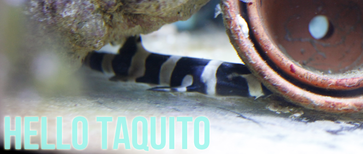 hello-baby-shark-taquito